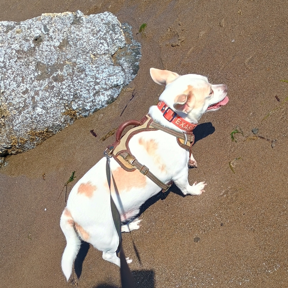 🏖️🌞🐕 Texas's Beach Day
